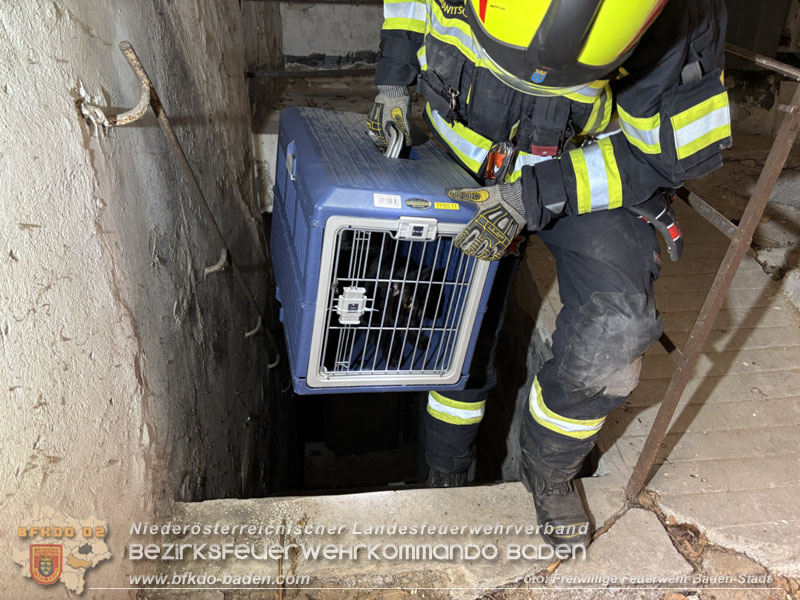 20260330_Katze aus misslicher Lage befreit in Baden  Foto: Freiwillige Feuerwehr Baden-Stadt