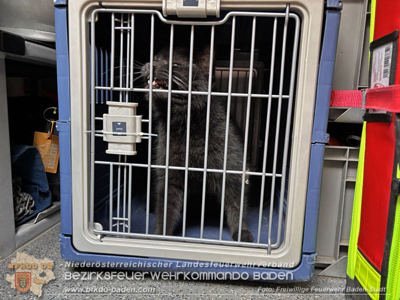 20260330_Katze aus misslicher Lage befreit in Baden  Foto: Freiwillige Feuerwehr Baden-Stadt