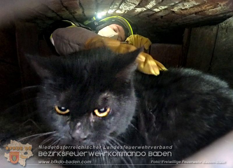 20260330_Katze aus misslicher Lage befreit in Baden  Foto: Freiwillige Feuerwehr Baden-Stadt