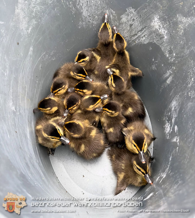 20260404_Entenfamilie mitten im Stadtgebiet von Traiskirchen gerettet  Foto: FF Traiskirchen-Stadt