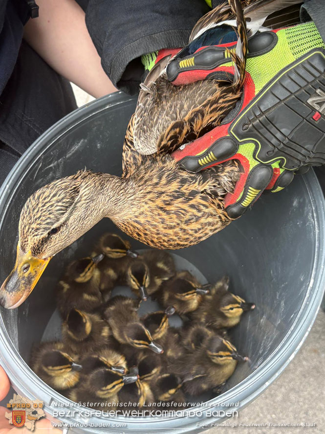 20260404_Entenfamilie mitten im Stadtgebiet von Traiskirchen gerettet  Foto: FF Traiskirchen-Stadt