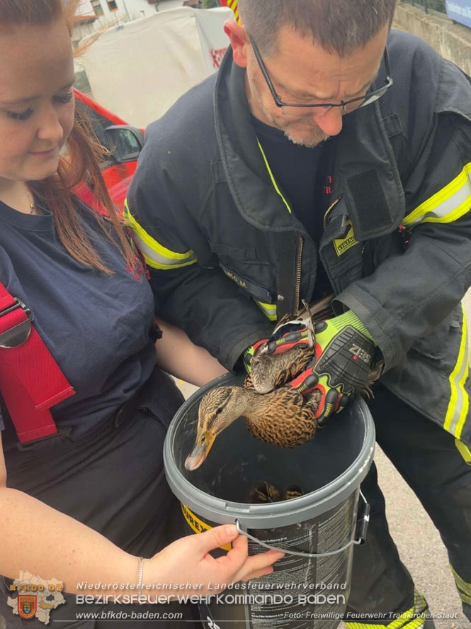 20260404_Entenfamilie mitten im Stadtgebiet von Traiskirchen gerettet  Foto: FF Traiskirchen-Stadt
