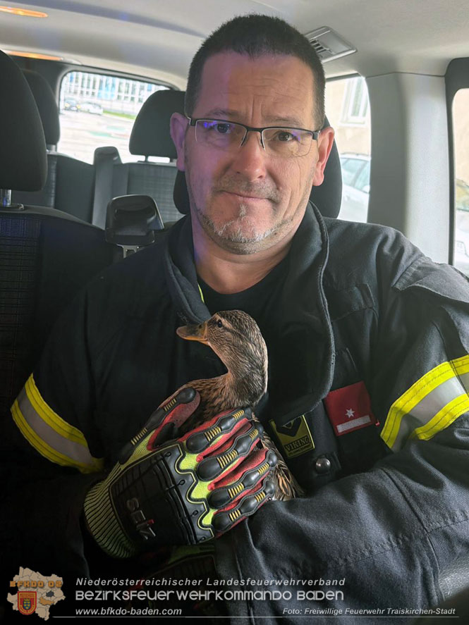 20260404_Entenfamilie mitten im Stadtgebiet von Traiskirchen gerettet  Foto: FF Traiskirchen-Stadt