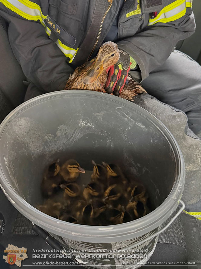 20260404_Entenfamilie mitten im Stadtgebiet von Traiskirchen gerettet  Foto: FF Traiskirchen-Stadt