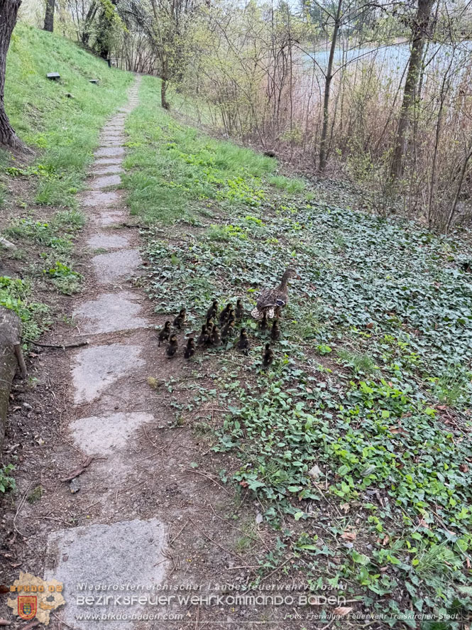 20260404_Entenfamilie mitten im Stadtgebiet von Traiskirchen gerettet  Foto: FF Traiskirchen-Stadt
