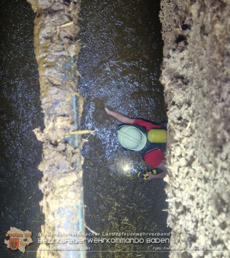 20260408_Neugeborene Kälber aus Güllegrube gerettet Foto: FF Groisbach 20260408_Neugeborene Kälber aus Güllegrube gerettet Foto: FF Groisbach