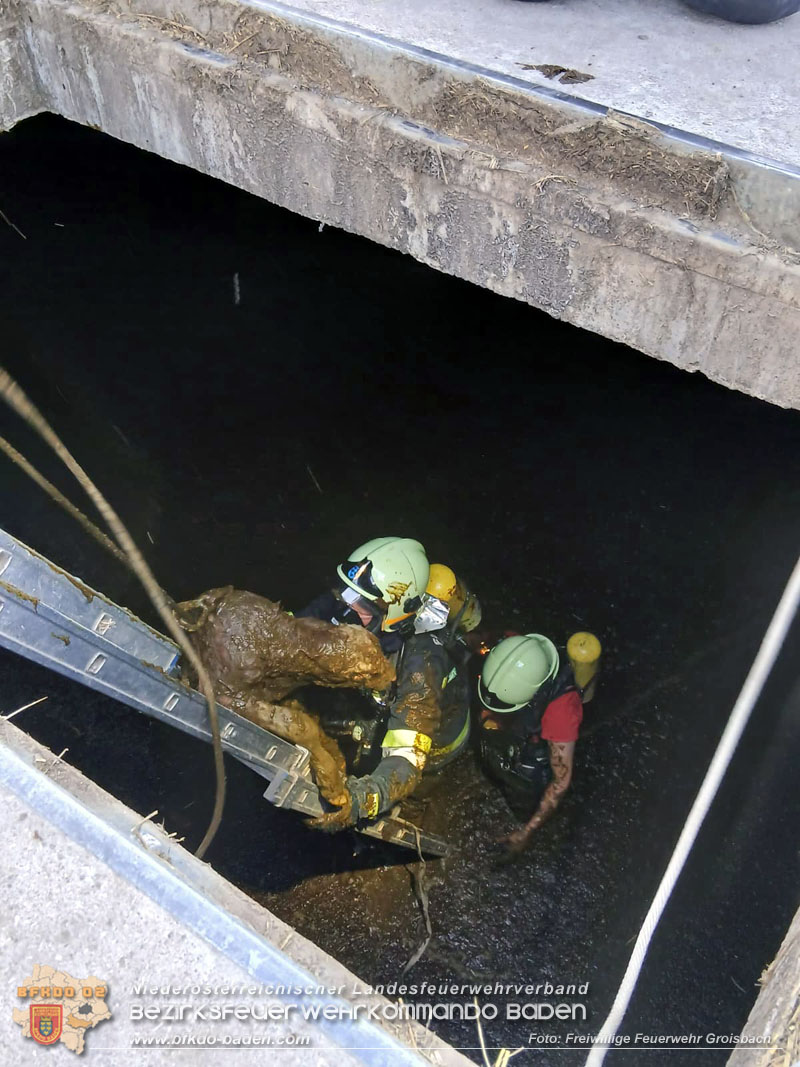 20260408_Neugeborene Kälber aus Güllegrube gerettet Foto: FF Groisbach 20260408_Neugeborene Kälber aus Güllegrube gerettet Foto: FF Groisbach