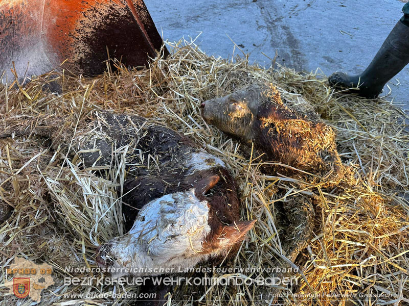 20260408_Neugeborene Kälber aus Güllegrube gerettet Foto: FF Groisbach 20260408_Neugeborene Kälber aus Güllegrube gerettet Foto: FF Groisbach