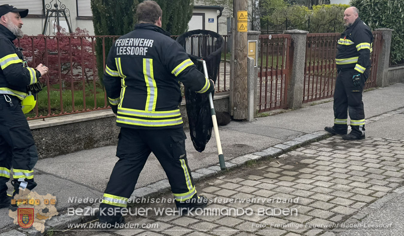 20260420_Feuerwehr unterst�tzt Polizeistreife bei Biber-Rettung im Badener Stadtgebiet  Foto: FF Baden-Leesdorf