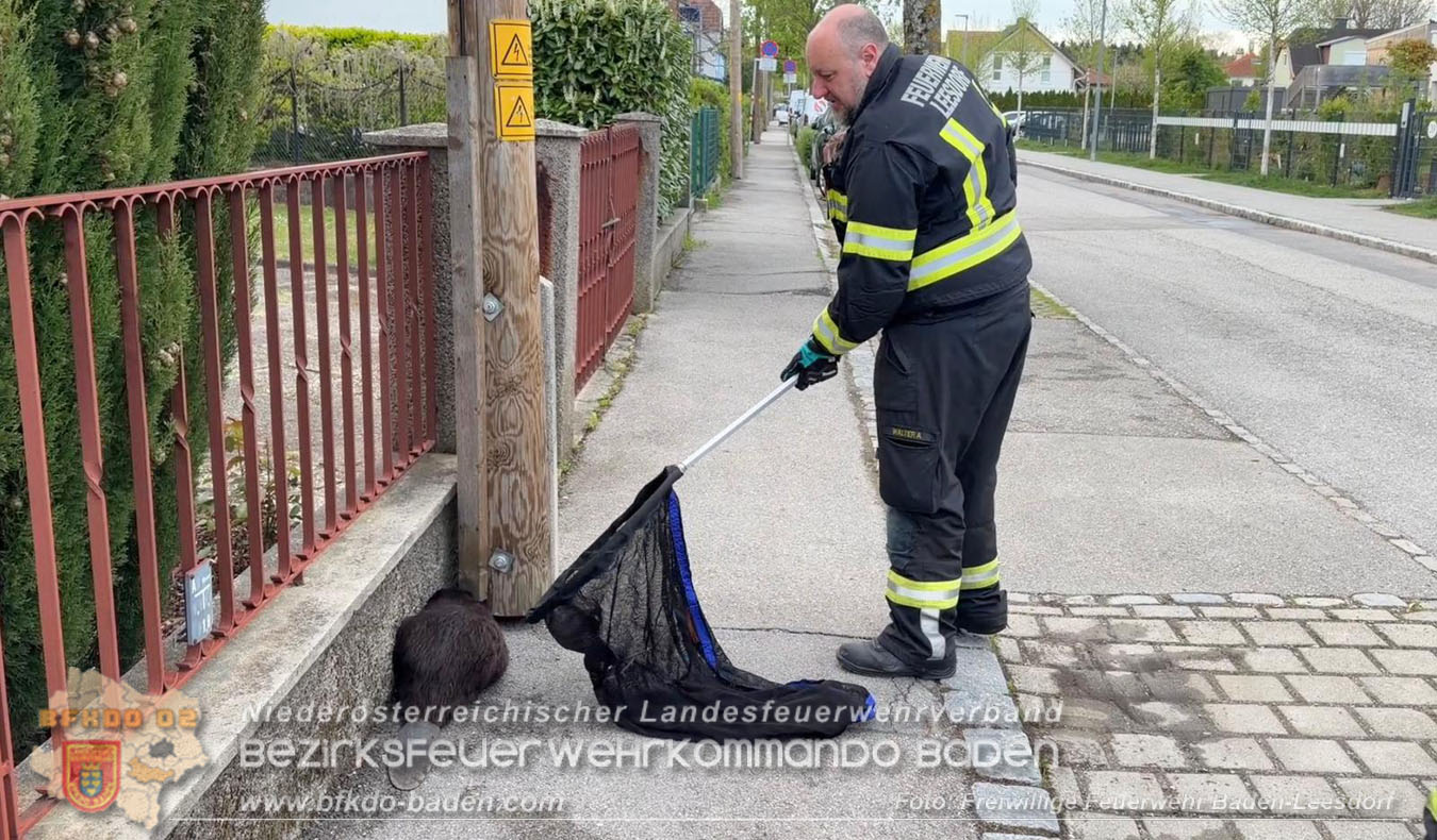 20260420_Feuerwehr unterst�tzt Polizeistreife bei Biber-Rettung im Badener Stadtgebiet  Foto: FF Baden-Leesdorf