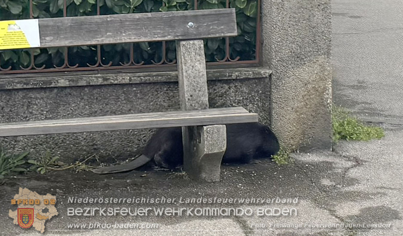 20260420_Feuerwehr unterst�tzt Polizeistreife bei Biber-Rettung im Badener Stadtgebiet  Foto: FF Baden-Leesdorf