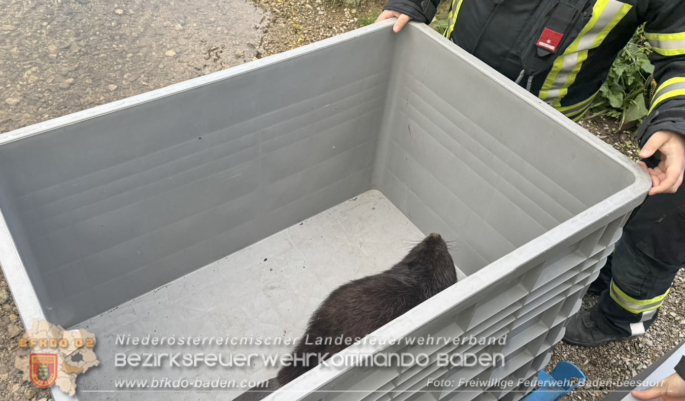 20260420_Feuerwehr unterst�tzt Polizeistreife bei Biber-Rettung im Badener Stadtgebiet Foto: FF Baden-Leesdorf