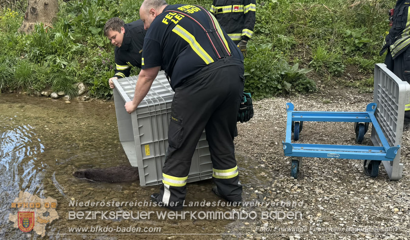 20260420_Feuerwehr unterst�tzt Polizeistreife bei Biber-Rettung im Badener Stadtgebiet Foto: FF Baden-Leesdorf