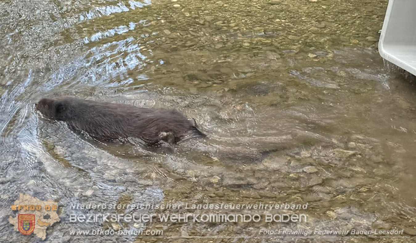 20260420_Feuerwehr unterst�tzt Polizeistreife bei Biber-Rettung im Badener Stadtgebiet Foto: FF Baden-Leesdorf