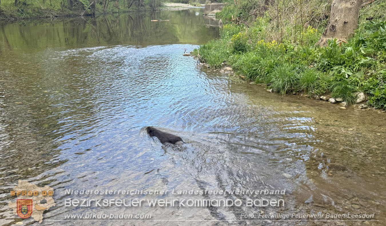 20260420_Feuerwehr unterst�tzt Polizeistreife bei Biber-Rettung im Badener Stadtgebiet Foto: FF Baden-Leesdorf