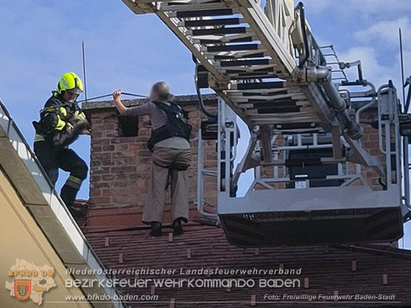 20260419_Stubentiger verschanzt sich im Kamin auf einem Dach in Baden  Foto: Fritz Beichbuchner FF Baden-Stadt