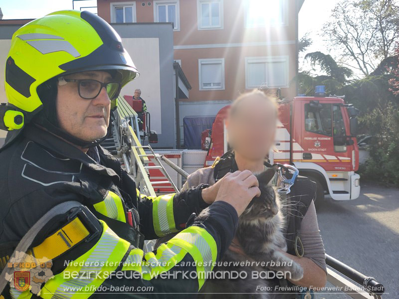 20260419_Stubentiger verschanzt sich im Kamin auf einem Dach in Baden  Foto: Fritz Beichbuchner FF Baden-Stadt