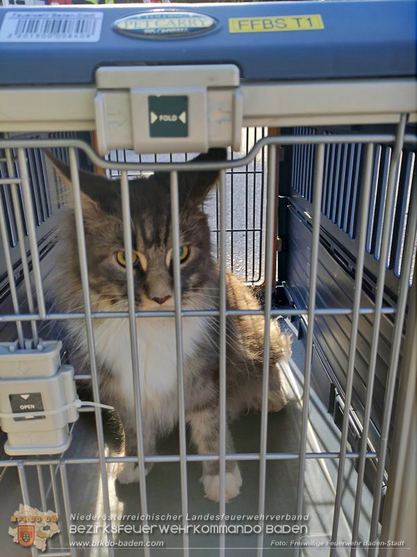 20260419_Stubentiger verschanzt sich im Kamin auf einem Dach in Baden  Foto: Fritz Beichbuchner FF Baden-Stadt