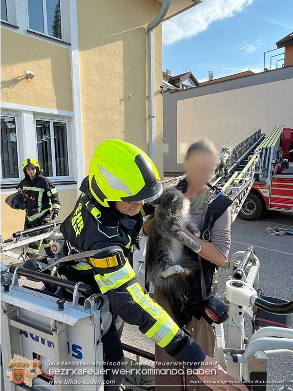 20260419_Stubentiger verschanzt sich im Kamin auf einem Dach in Baden  Foto: Markus Prendinger FF Baden-Stadt