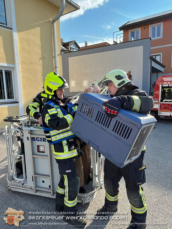 20260419_Stubentiger verschanzt sich im Kamin auf einem Dach in Baden  Foto: Markus Prendinger FF Baden-Stadt