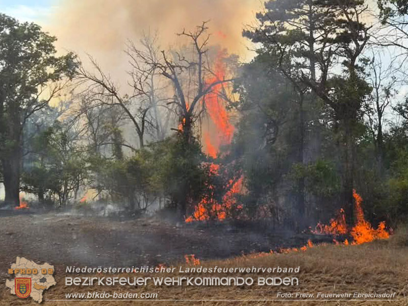 20260630_Flur- und Waldbrand zwischen Ebreichsdorf und Oberwaltersdorf durch f�nf Feuerwehren erfolgreich bek�mpft
