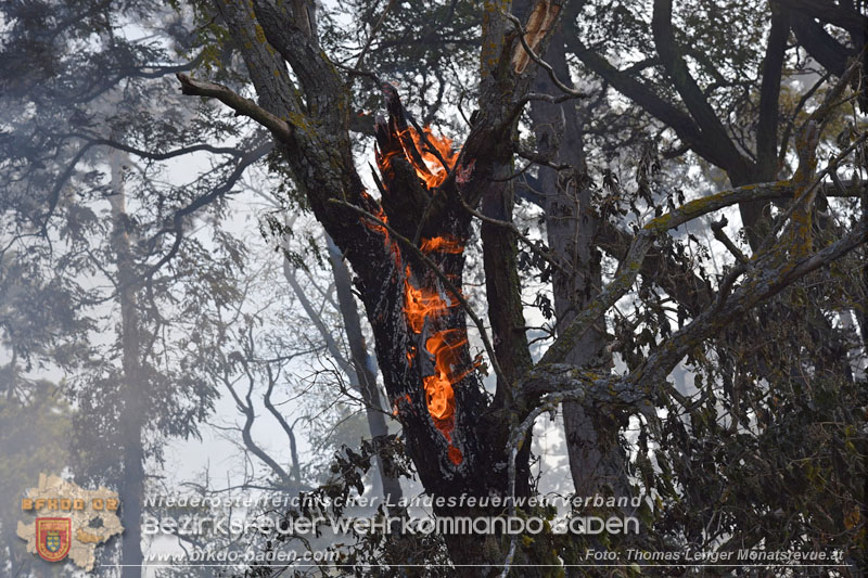 20260630_Flur- und Waldbrand zwischen Ebreichsdorf und Oberwaltersdorf durch f�nf Feuerwehren erfolgreich bek�mpft 20260630_Flur- und Waldbrand zwischen Ebreichsdorf und Oberwaltersdorf durch f�nf Feuerwehren erfolgreich bek�mpft