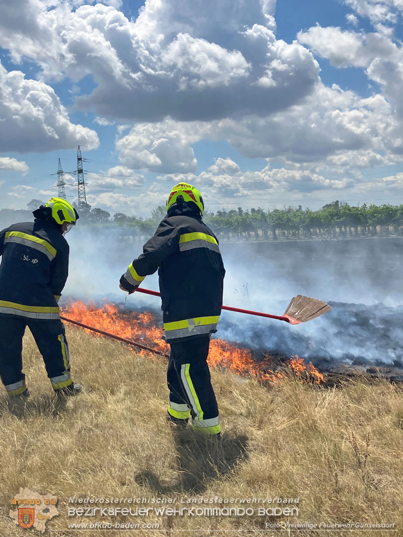 20260703_Vegetationsbrand in G�nselsdorf - Wind beg�nstigt Ausbreitung  Foto: FF G�nselsdorf