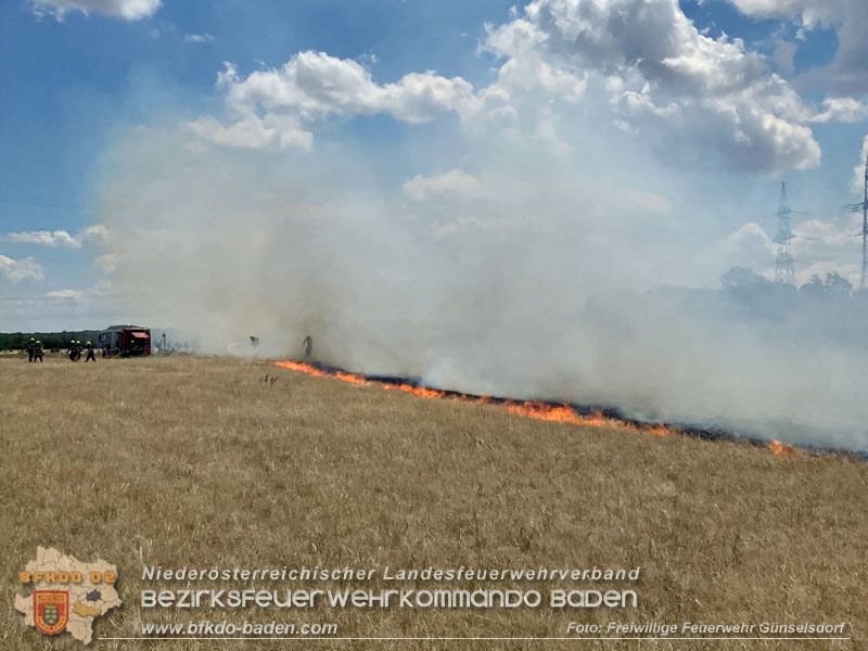 20260703_Vegetationsbrand in G�nselsdorf - Wind beg�nstigt Ausbreitung  Foto: FF G�nselsdorf