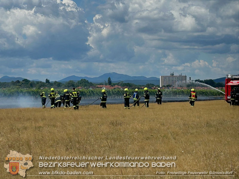 20260703_Vegetationsbrand in G�nselsdorf - Wind beg�nstigt Ausbreitung  Foto: FF G�nselsdorf