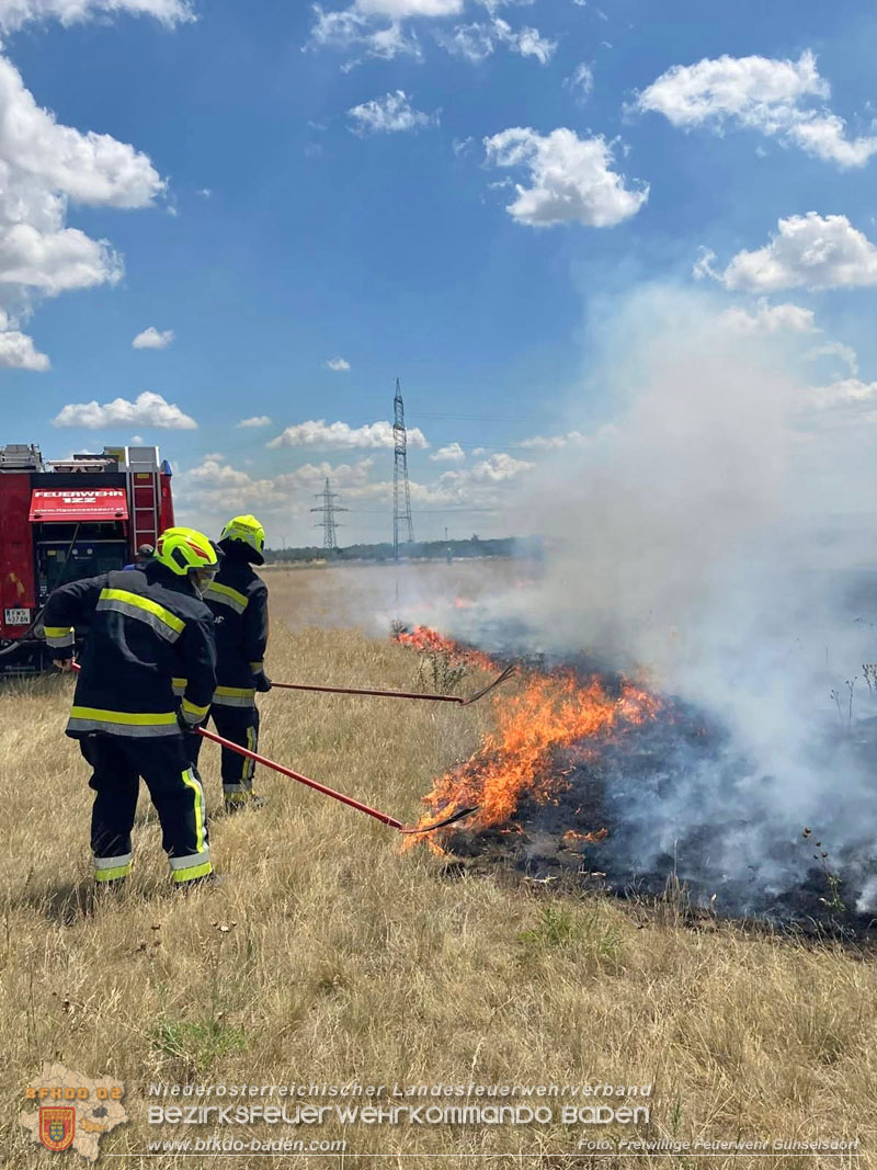 20260703_Vegetationsbrand in G�nselsdorf - Wind beg�nstigt Ausbreitung  Foto: FF G�nselsdorf