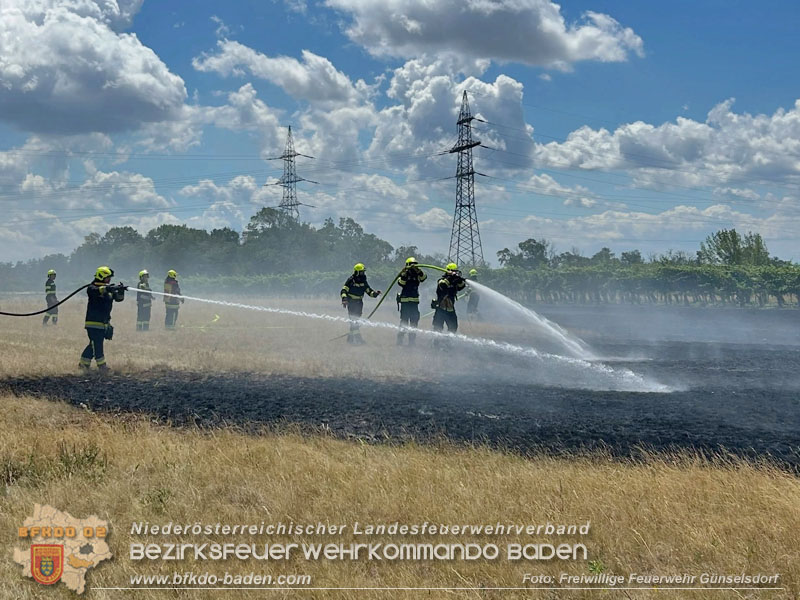 20260703_Vegetationsbrand in G�nselsdorf - Wind beg�nstigt Ausbreitung  Foto: FF G�nselsdorf