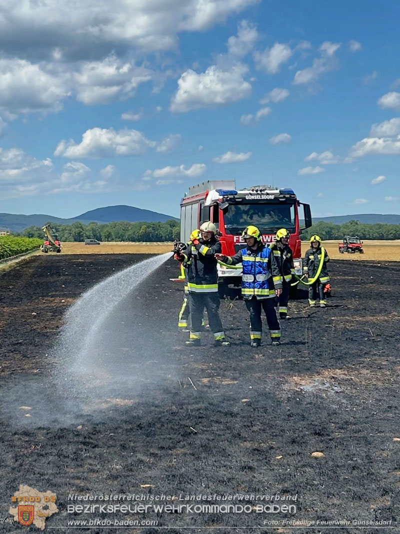 20260703_Vegetationsbrand in G�nselsdorf - Wind beg�nstigt Ausbreitung  Foto: FF G�nselsdorf