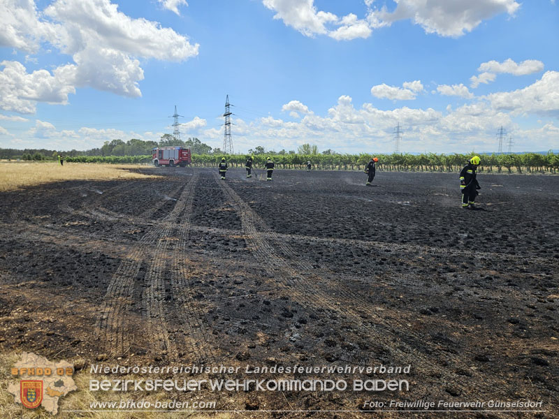 20260703_Vegetationsbrand in G�nselsdorf - Wind beg�nstigt Ausbreitung  Foto: FF G�nselsdorf