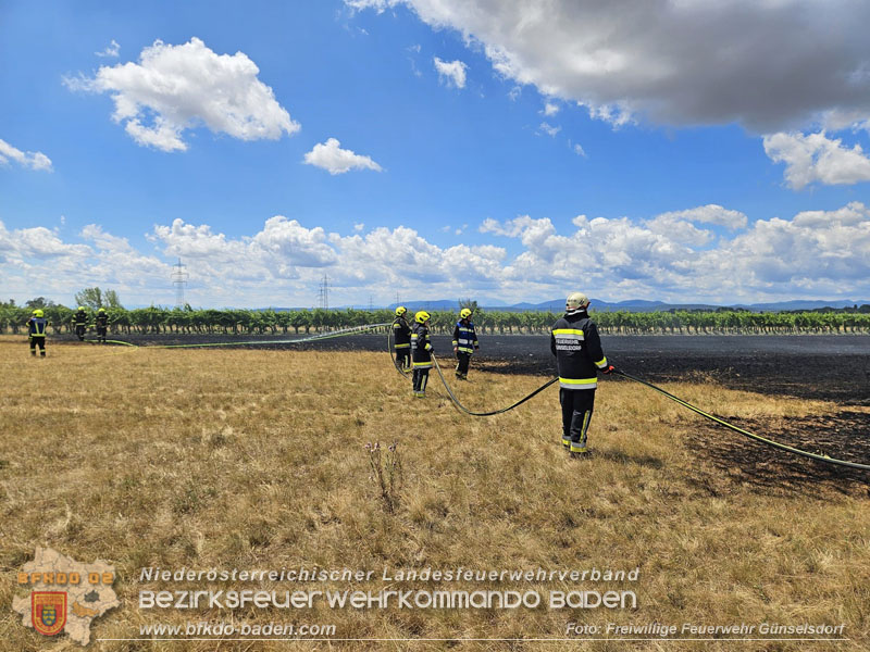 20260703_Vegetationsbrand in G�nselsdorf - Wind beg�nstigt Ausbreitung  Foto: FF G�nselsdorf