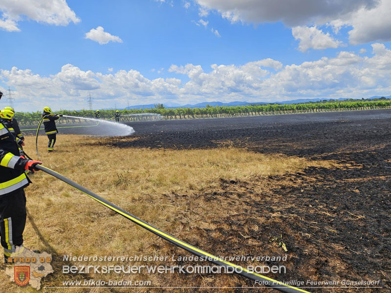 20260703_Vegetationsbrand in G�nselsdorf - Wind beg�nstigt Ausbreitung  Foto: FF G�nselsdorf