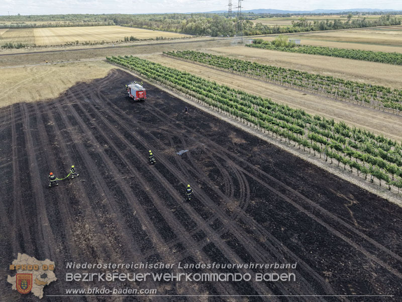 20260703_Vegetationsbrand in G�nselsdorf - Wind beg�nstigt Ausbreitung  Foto: Pressestelle BFKDO BADEN