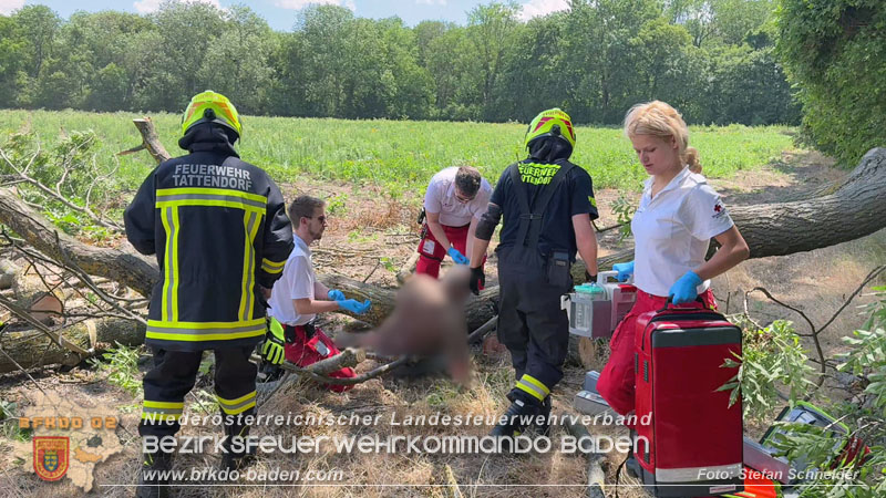 20260703_Mann unter Baum eingeklemmt in Tattendorf  Foto: Stefan Schneider BFKDO BADEN