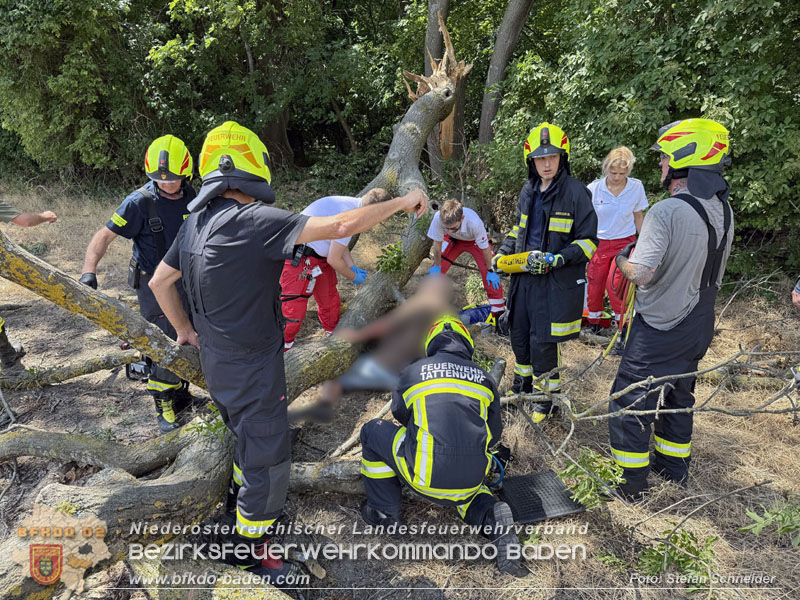 20260703_Mann unter Baum eingeklemmt in Tattendorf  Foto: Stefan Schneider BFKDO BADEN