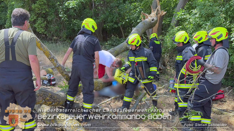 20260703_Mann unter Baum eingeklemmt in Tattendorf  Foto: Stefan Schneider BFKDO BADEN