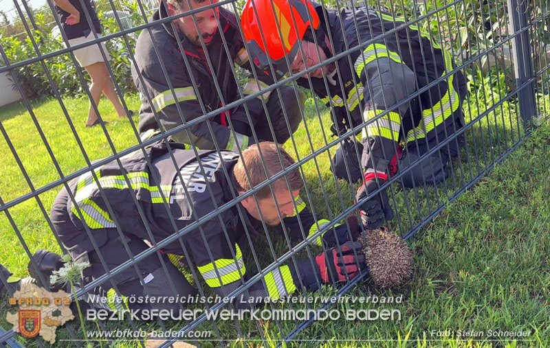 20260714_Igel steckt im Gartenzaun in Tribuswinkel  Foto: Stefan Schneider BFKDO BADEN