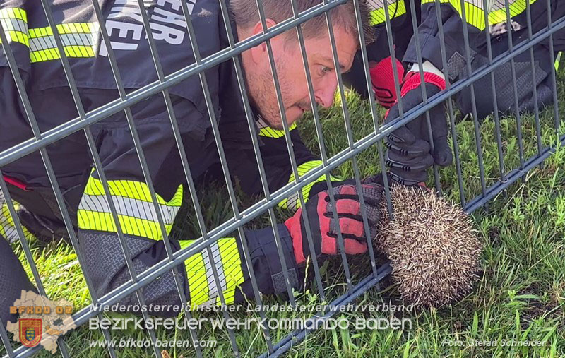 20260714_Igel steckt im Gartenzaun in Tribuswinkel  Foto: Stefan Schneider BFKDO BADEN