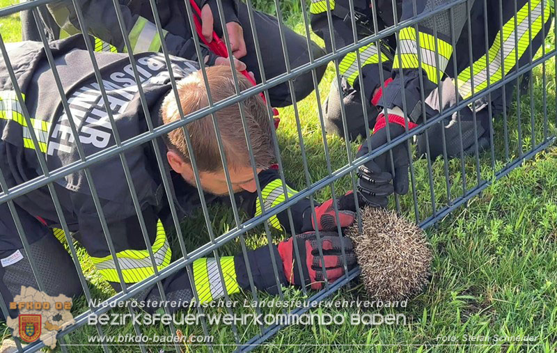 20260714_Igel steckt im Gartenzaun in Tribuswinkel  Foto: Stefan Schneider BFKDO BADEN