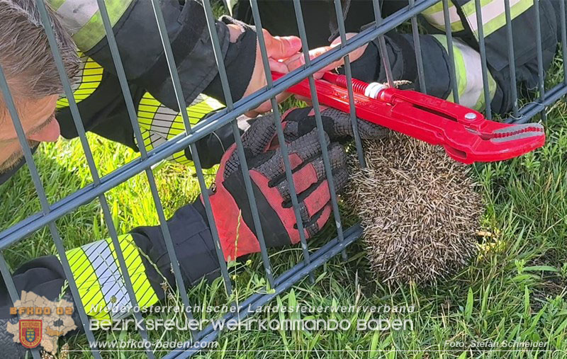 20260714_Igel steckt im Gartenzaun in Tribuswinkel  Foto: Stefan Schneider BFKDO BADEN