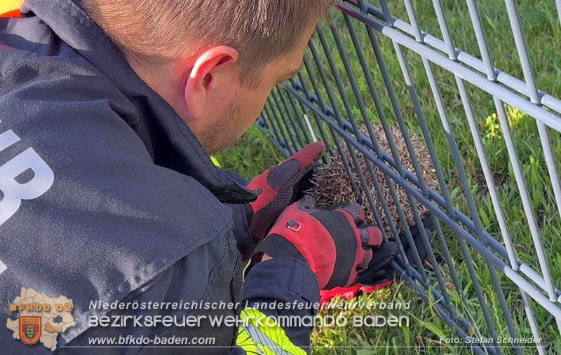 20260714_Igel steckt im Gartenzaun in Tribuswinkel  Foto: Stefan Schneider BFKDO BADEN