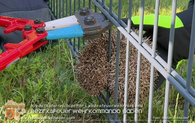 20260714_Igel steckt im Gartenzaun in Tribuswinkel  Foto: Stefan Schneider BFKDO BADEN