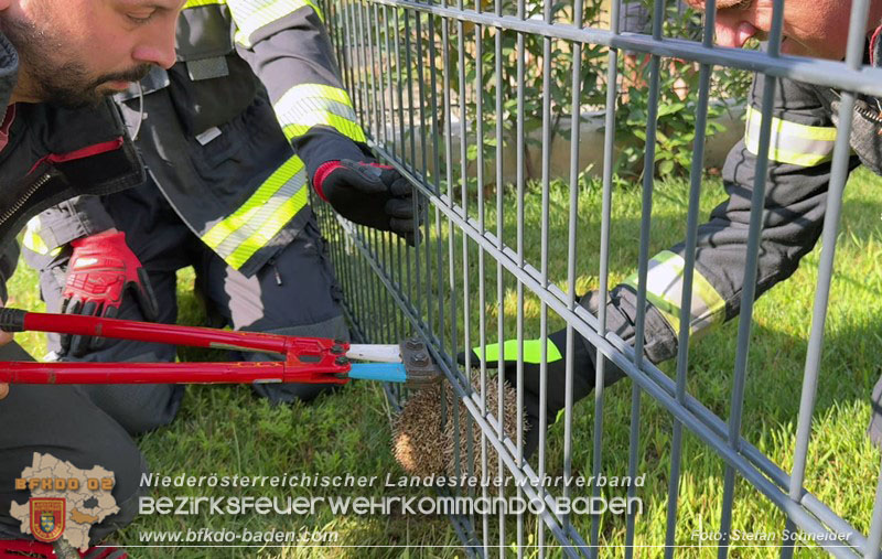 20260714_Igel steckt im Gartenzaun in Tribuswinkel  Foto: Stefan Schneider BFKDO BADEN
