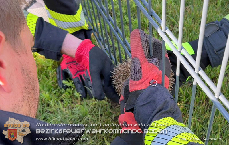 20260714_Igel steckt im Gartenzaun in Tribuswinkel  Foto: Stefan Schneider BFKDO BADEN
