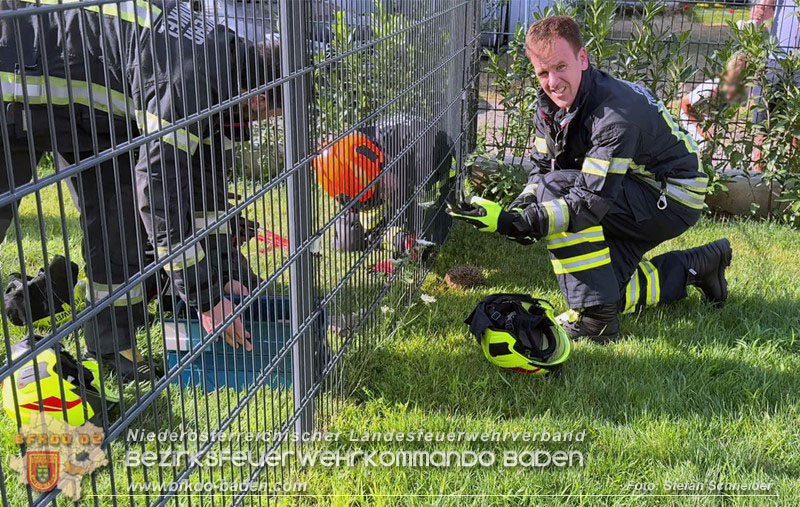 20260714_Igel steckt im Gartenzaun in Tribuswinkel  Foto: Stefan Schneider BFKDO BADEN