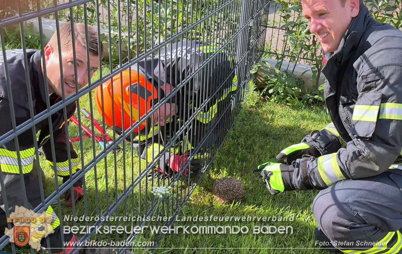 20260714_Igel steckt im Gartenzaun in Tribuswinkel  Foto: Stefan Schneider BFKDO BADEN
