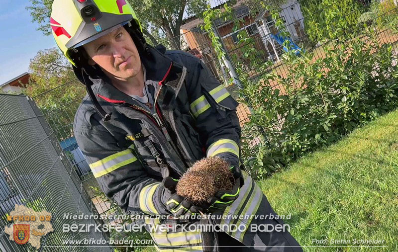 20260714_Igel steckt im Gartenzaun in Tribuswinkel  Foto: Stefan Schneider BFKDO BADEN